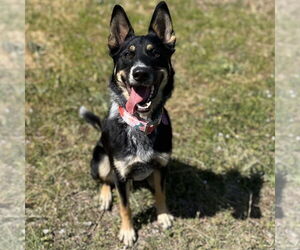 Mutt Dogs for adoption in Rohnert Park, CA, USA