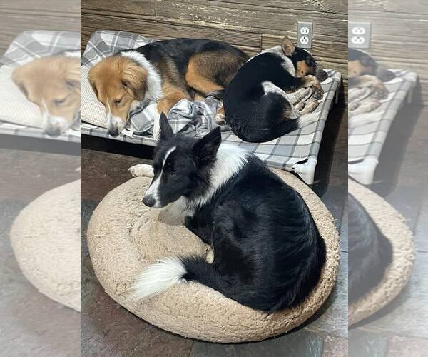 Medium Photo #9 Border Collie Puppy For Sale in Highland, IL, USA