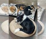 Small #8 Border Collie
