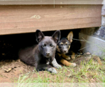 Small #4 Mutt