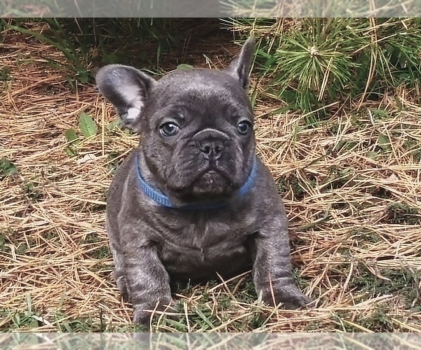 Medium Photo #2 French Bulldog Puppy For Sale in KENNESAW, GA, USA
