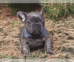 Small Photo #2 French Bulldog Puppy For Sale in KENNESAW, GA, USA