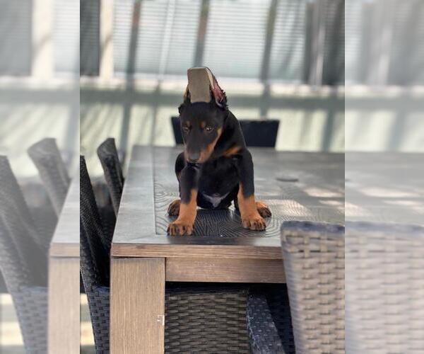 Medium Photo #1 Doberman Pinscher Puppy For Sale in MURRIETA, CA, USA