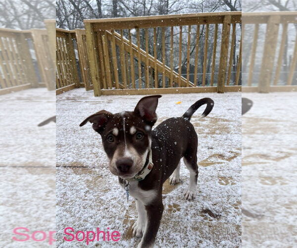 Medium Photo #1 Mutt Puppy For Sale in Springdale, PA, USA