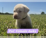 Puppy Yellow PuC Labrador Retriever
