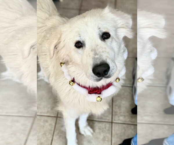 Medium Photo #2 Great Pyrenees Puppy For Sale in Spring, TX, USA
