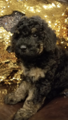 Poodle (Standard) Puppy for sale in STILLWATER, MN, USA