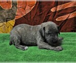 Small Photo #11 Great Dane Puppy For Sale in BANGOR, WI, USA