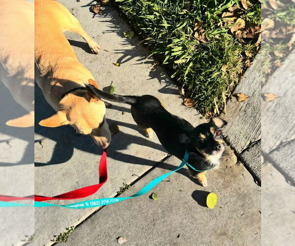 Medium Photo #3 Chihuahua-Unknown Mix Puppy For Sale in Lake Forest, CA, USA