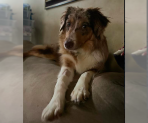 Australian Shepherd Dogs for adoption in Brooklyn Center, MN, USA