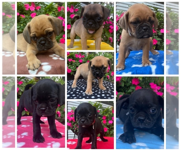 Medium Photo #1 Puggle Puppy For Sale in ELKTON, VA, USA
