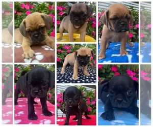 Puggle Puppy for sale in ELKTON, VA, USA