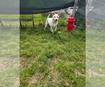 Small #2 American Pit Bull Terrier Mix