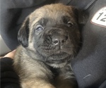 Small Photo #6 Mastiff Puppy For Sale in HESPERIA, CA, USA