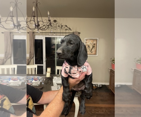 Medium Photo #1 Dachshund-Labrador Retriever Mix Puppy For Sale in MADRAS, OR, USA