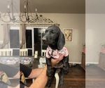 Puppy Daisy Dachshund-Labrador Retriever Mix
