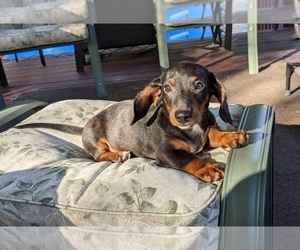 Dachshund Puppy for sale in N CHESTERFLD, VA, USA