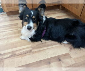 Oreo - Male Mutt Dog for Adoption - Photo #3