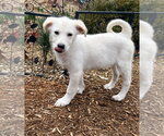 Small Great Pyrenees Mix