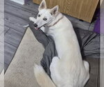 Small #2 Siberian Husky Mix