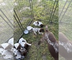 Small #15 German Shorthaired Pointer