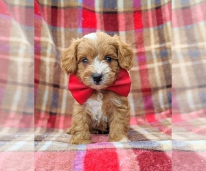 Cavachon-Poodle (Miniature) Mix Puppy for sale in BIRD IN HAND, PA, USA