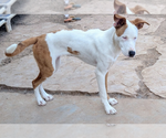Small #1 Red Heeler Mix