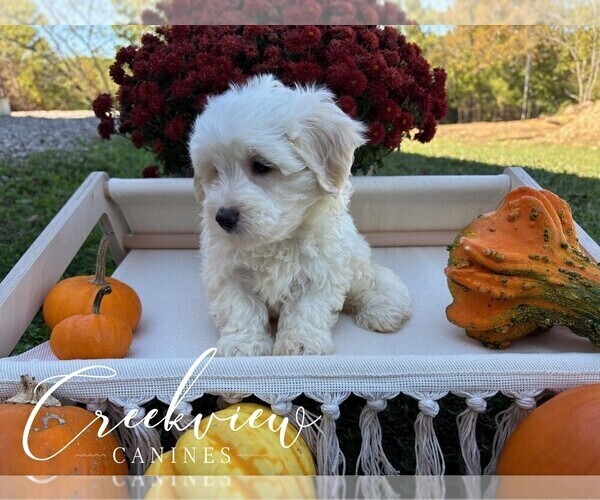 Medium Photo #21 Havachon Puppy For Sale in NIANGUA, MO, USA