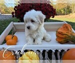 Small Photo #21 Havachon Puppy For Sale in NIANGUA, MO, USA