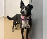 Small Labrador Retriever Mix
