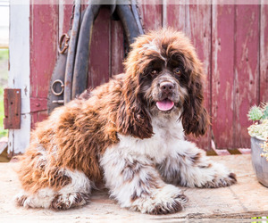 Cocker Spaniel Puppy for sale in WAKARUSA, IN, USA