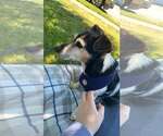 Small Photo #8 Jack Russell Terrier Puppy For Sale in Arlington, WA, USA
