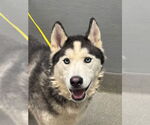 Small Siberian Husky Mix