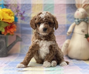 Goldendoodle (Miniature) Puppy for sale in LANCASTER, PA, USA
