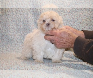 ShihPoo Puppy for sale in DYERSBURG, TN, USA