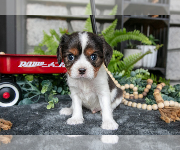 Medium Photo #2 Cavalier King Charles Spaniel Puppy For Sale in NARVON, PA, USA