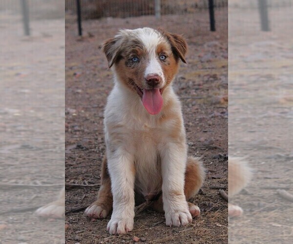 Medium Photo #1 Australian Shepherd Puppy For Sale in WITTMANN, AZ, USA