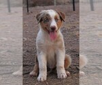 Puppy RMM 1 Australian Shepherd
