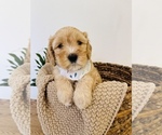 Small Photo #4 Australian Labradoodle Puppy For Sale in SEATTLE, WA, USA