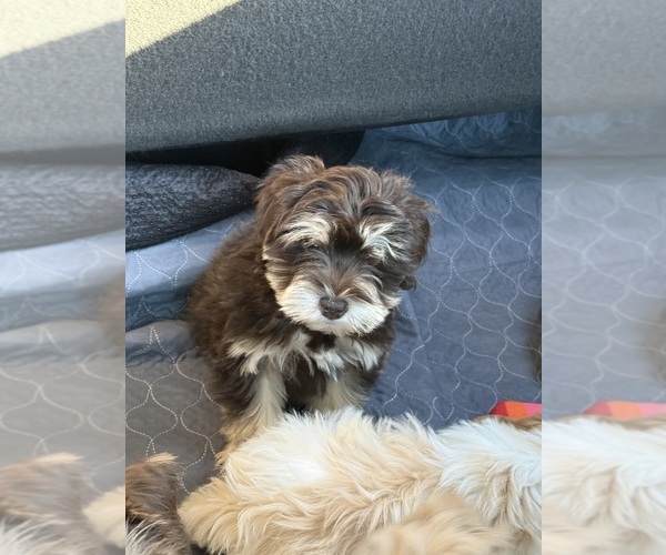 Medium Photo #5 Schnauzer (Miniature) Puppy For Sale in FLAT ROCK, AL, USA