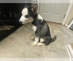 Small Photo #10 Siberian Husky Puppy For Sale in FLAT ROCK, MI, USA