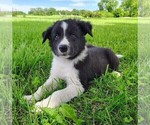 Small #3 Border Collie