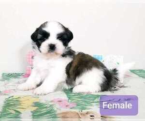Shih Tzu Puppy for Sale in BERRYVILLE, Virginia USA