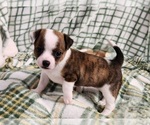Small #1 Chihuahua