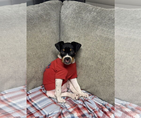 Medium Photo #1 Mutt Puppy For Sale in Springdale, PA, USA