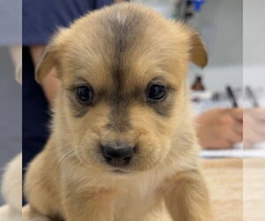 Chihuahua Dogs for adoption in Chico, CA, USA