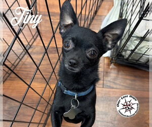 Chihuahua Dogs for adoption in Princeton, British Columbia, Canada