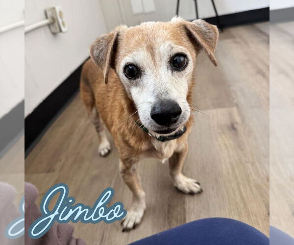 Medium Photo #7 Dachshund-Unknown Mix Puppy For Sale in San Antonio, TX, USA