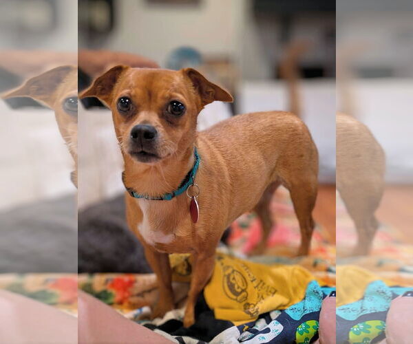 Medium Photo #2 Chiweenie Puppy For Sale in Arlington, VA, USA