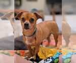 Small #1 Chiweenie